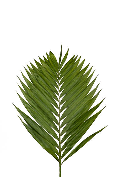 Palm Branch stock photo