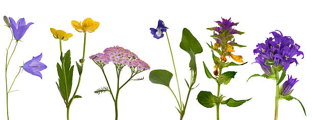 istock six wild flowers isolated on white 177284049