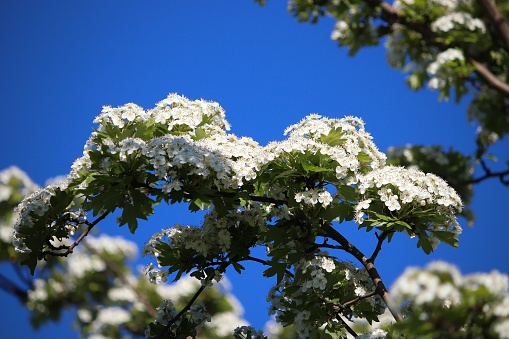 Hawthorn tree blossoms in Europe. European nature - spring hawthorn (Crataegus) trees in Poland.