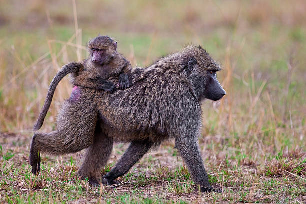 istock Female baboon with her baby 177284172
