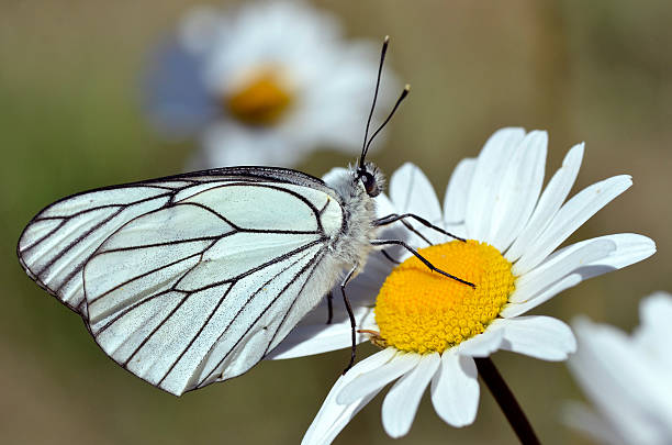 nero-bianco sul fiore margherita venati - black veined white butterfly foto e immagini stock