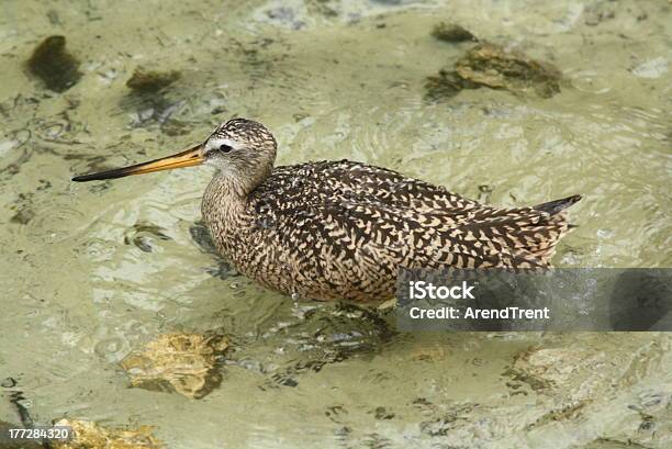 Pittima Marmoreggiata - Fotografie stock e altre immagini di Acqua - Acqua, Ambientazione esterna, Camminare nell'acqua