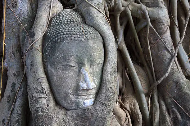Photo of Entangled Buddha Head