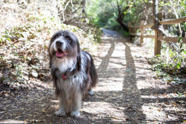 Bearded Collie rescue dog pausing on a path with sunbeam.