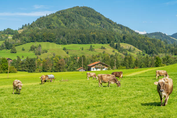 istock Lucky cows on a pasture in the bavarian alps 1772844737