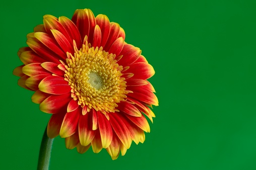 Gerber flower with green background