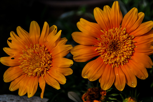orange flowers on black background, beautiful photo digital picture