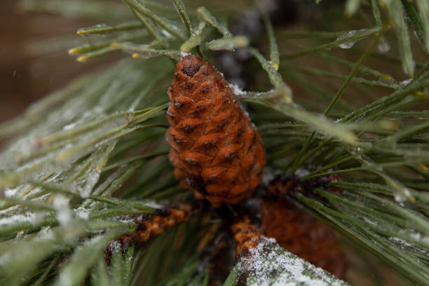 cone bonito no ramo de pinheiro - january pine cone february snow - fotografias e filmes do acervo