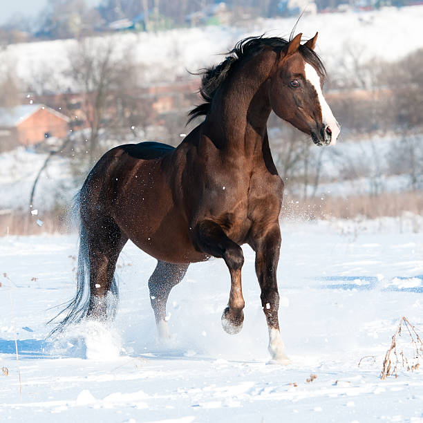 istock Welsh pony stallion runs gallop in winter 177284704