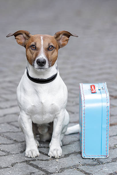 istock dog waiting with a  blue bag 177284717