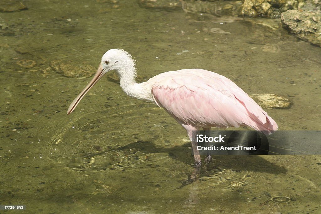 Spatola rosata - Foto stock royalty-free di Ambientazione esterna