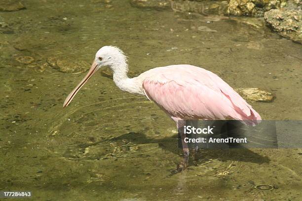 Foto de Colhereiro Rosado e mais fotos de stock de Colhereiro - Colhereiro, Colhereiro Rosado, Estados da Costa do Golfo