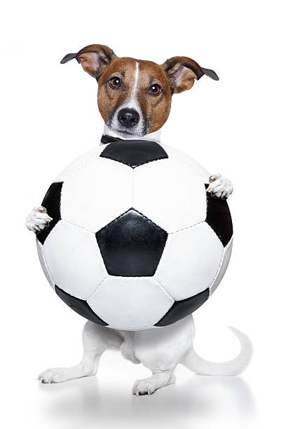 istock dog with a soccer ball 177284899