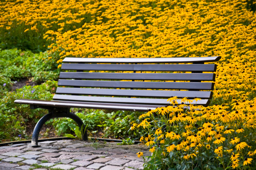 bench in a beautiful garden with many leucanthemum behind it