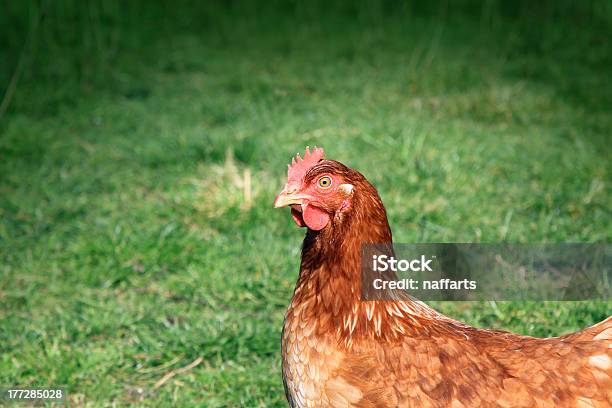 Pollo - Fotografie stock e altre immagini di Animale - Animale, Becco, Bestiame