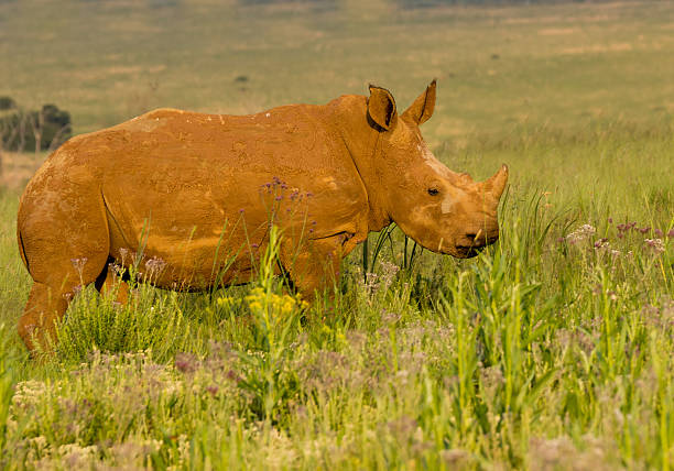 Young white rhino stock photo