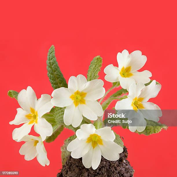 Primavera - Fotografias de stock e mais imagens de Amarelo - Amarelo, Beleza natural, Cabeça de Flor
