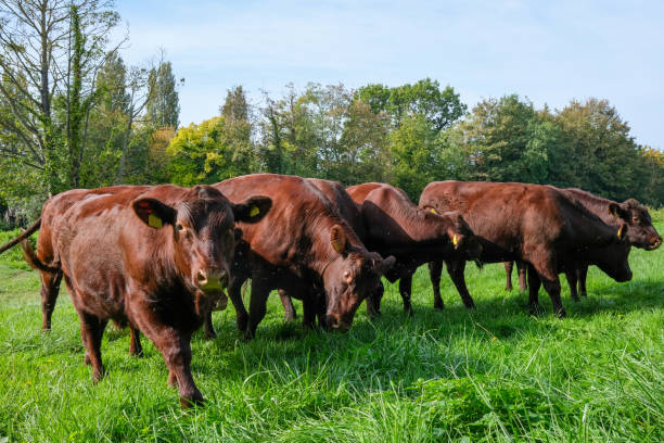 istock Herd of brown cattle in grassy meadow 1772862423