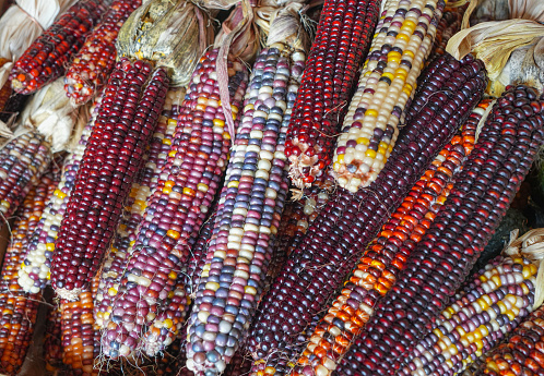 colorful ears of indian corn