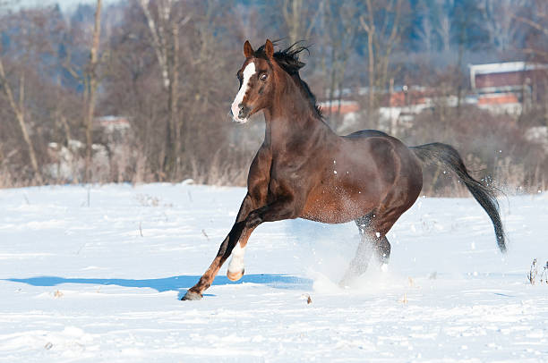 istock Welsh pony stallion in winter runs gallop 177286890