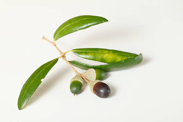 Southern Live Oak fruits isolé sur blanc - Photo