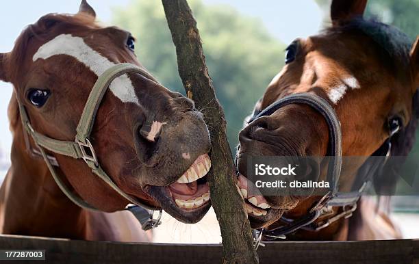 Cavalo Sorriso - Fotografias de stock e mais imagens de Cavalo - Família do Cavalo - Cavalo - Família do Cavalo, Animal, Animal de Estimação