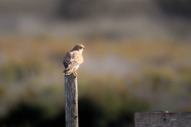 istock Common Kestrel at the Canet-en-Roussillon pond 1772871402
