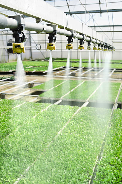 Irrigation being used over plants stock photo