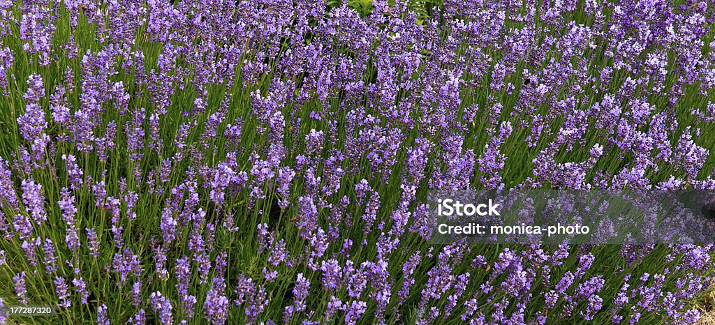 Bellissimo lavanda in Provenza, Francia - Foto stock royalty-free di Agricoltura