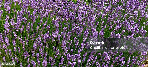 Bellissimo Lavanda In Provenza Francia - Fotografie stock e altre immagini di Agricoltura - Agricoltura, Ambientazione esterna, Ambientazione tranquilla