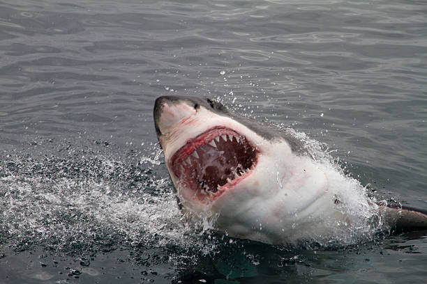 attacco di squalo - squalo foto e immagini stock