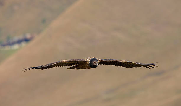 istock Lammergeyer or Bearded Vulture 177287343