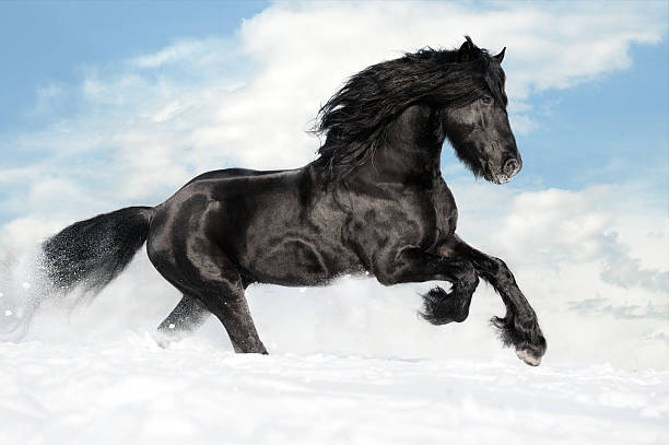 istock Black horse runs gallop on the snow 177287485
