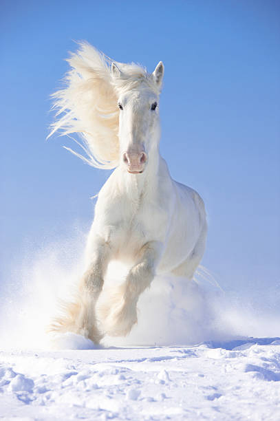 garanhão cavalo branco corre gallop na frente de foco - winter snow livestock horse imagens e fotografias de stock
