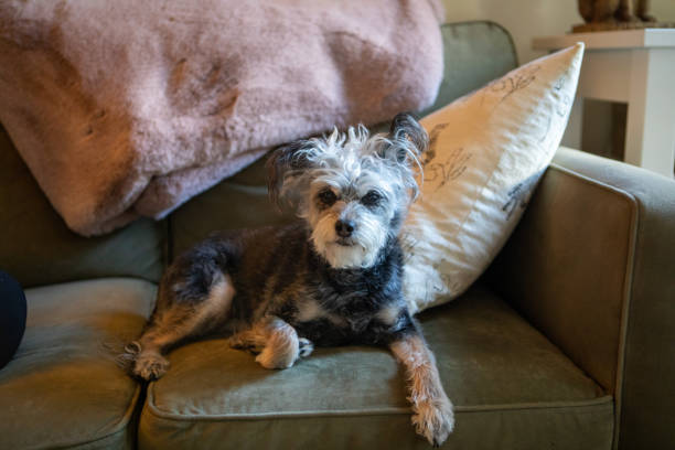 istock Grey and white senior rescue dog resting on couch looking at camera. 1772877484