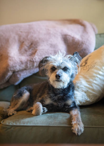 istock Grey and white senior rescue dog resting on couch looking at camera. 1772878007