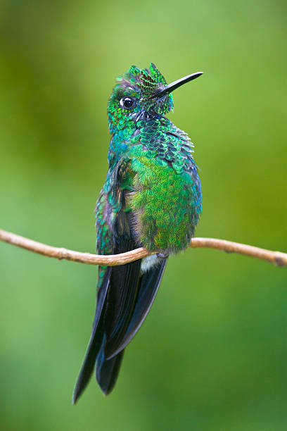 istock Gree-crowned brilliant hummingbird 177287923
