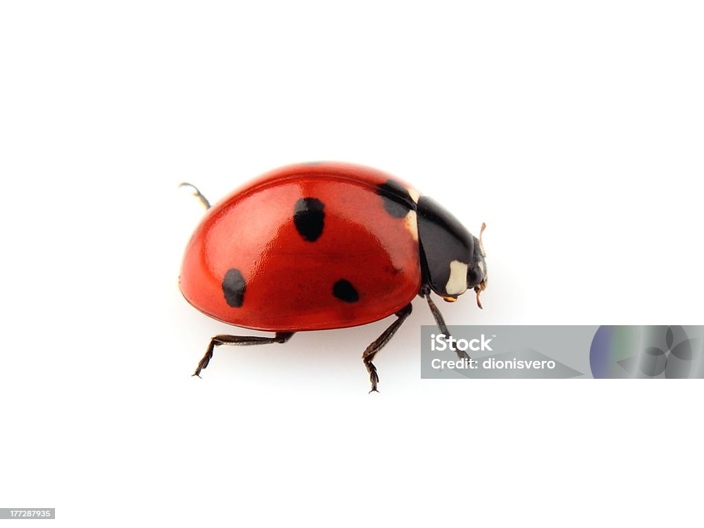 Bellezza coccinella - Foto stock royalty-free di Coccinella