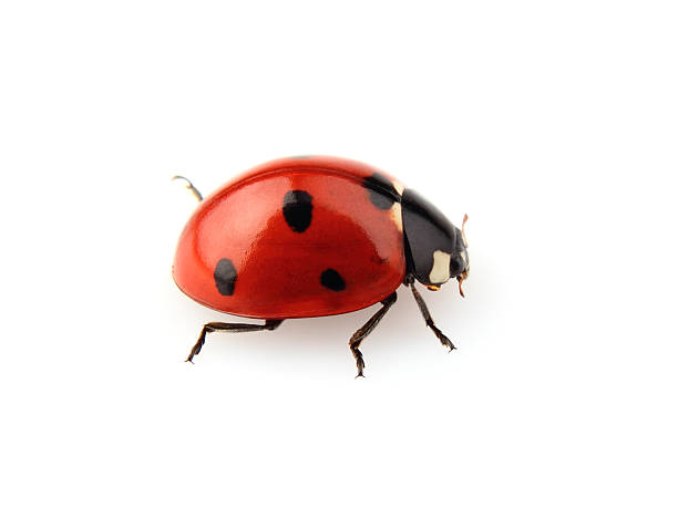 Red and black ladybug isolated on white background stock photo