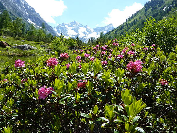istock rhododendron with glacier in the background 177288063