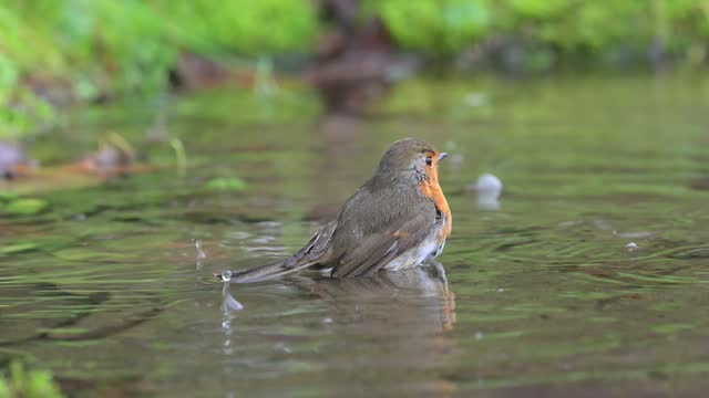 Robin bathing