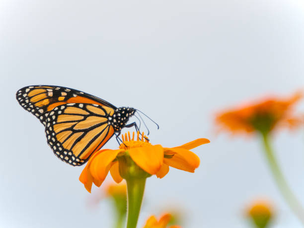 istock Butterfly-orange flower-Howard County Indiana 1772881419
