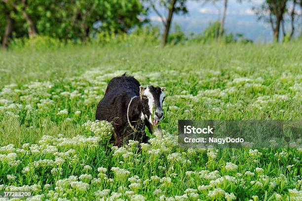 Goats Пастьба — стоковые фотографии и другие картинки Борода - Борода, Волосы животного, Голова животного
