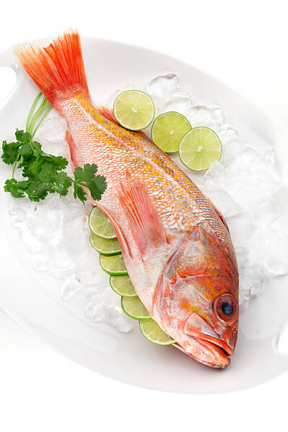 Raw Wild Rockfish Closeup of fresh raw whole rock fish on ice ready for cooking ocean perch stock pictures, royalty-free photos & images