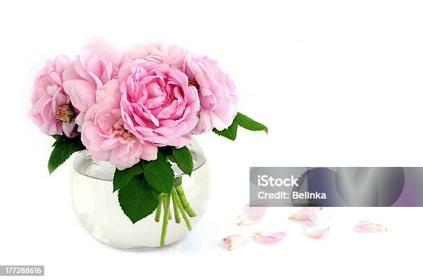 Bouquet Of Wild Rose Stock Photo - Download Image Now - Flower, Pink Color, Vase