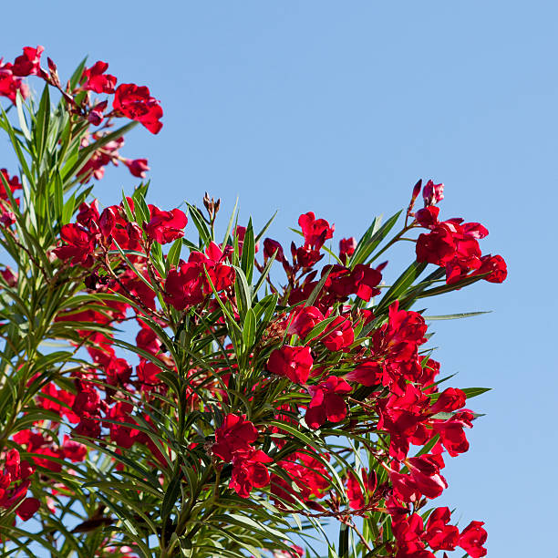 hardy rojo oleander - hardy fotografías e imágenes de stock