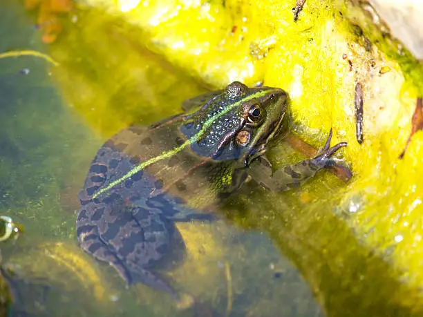 Photo of green frog