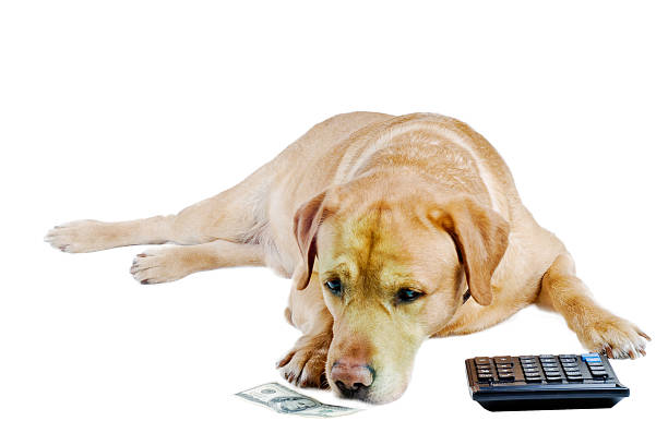Sad dog count money sad dog counts remained money on the calculator on white background dog-currency-calculator-finance stock pictures, royalty-free photos & images