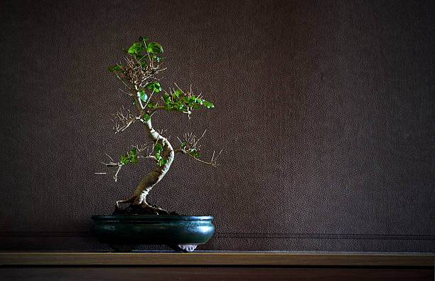 Ligustrum Chinensis bonsai stock photo