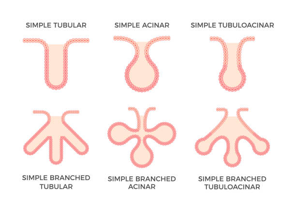 железистый эпителий. типы эпителиальной ткани. - secretory product stock illustrations